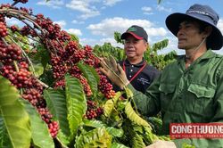 Giá cà phê hôm nay 13/11: Xuất khẩu niên vụ 2022/2023 vượt mốc 4 tỷ USD