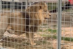 Sư tử đoàn xiếc xổng chuồng ở Italy