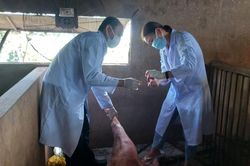 Tiền Giang lập 4 chốt kiểm soát dịch tả heo châu Phi
