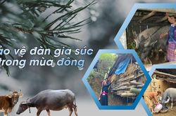 Bảo vệ đàn gia súc trong mùa đông