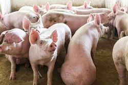 Giá heo hơi hôm nay 15/11: Tiếp tục giảm, cao nhất 53.000 đồng/kg