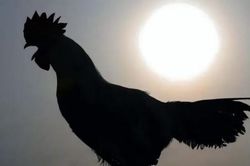 Cổ nhân nói: 'Đàn ông sợ gà, đàn bà sợ cừu', 2 loài ấy có gì mà sợ?