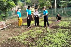 Gần 200 hộ triển khai thực hiện mô hình 'vườn rau xanh tại hộ gia đình'