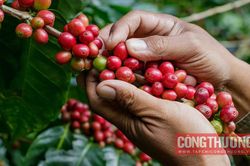 Giá cà phê hôm nay 15/11: Cà phê Việt Nam vượt Brazil, chiếm lĩnh phần lớn thị trường Tây Ban Nha