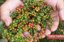 Giá tiêu hôm nay 15/11: Dự kiến tồn kho đầu năm 2024 sẽ xuống thấp kỷ lục