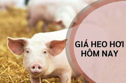 Giá heo hơi hôm nay 15/11: Khu vực miền Nam giảm sâu, cao nhất 2.000 đồng/kg