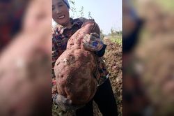 Đào được củ khoai lang khổng lồ, nông dân 'choáng váng'