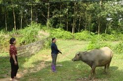 Tiểu dự án hỗ trợ sản xuất tạo sinh kế cho bà con dân tộc thiểu số