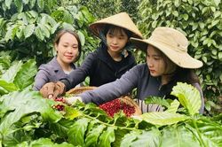 Giá cà phê trên 59.000 đồng/kg; Giá tiêu đồng loạt tăng, cao nhất 70.500 đồng/kg