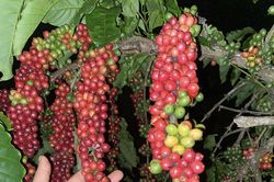 Giá nông sản ngày 16/11/2023: Cà phê tăng mạnh, hồ tiêu đạt 70.500 đồng/kg