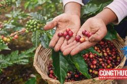 Giá cà phê hôm nay 16/11: Đồng loạt tăng mạnh, chạm mức cao nhất 3 tuần