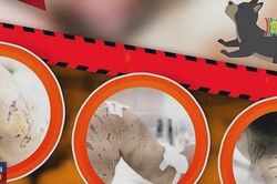Chó thả rông gây nguy hiểm cho cộng đồng