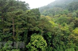 Kon Tum: Tìm thấy người phụ nữ bị thất lạc trong rừng