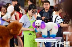 Sắp diễn ra ngày hội thú cưng dành cho giới trẻ