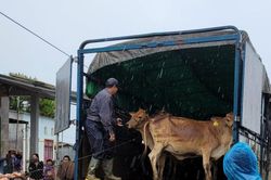 Pleiku: Trao hơn 100 con bò và heo giống cho hộ nghèo, cận nghèo