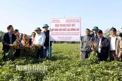 Hội thảo đầu bờ mô hình sản xuất lạc giống L29