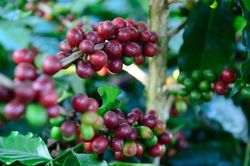 Thị trường tích cực, cà phê vượt mốc 60.000 đồng/kg