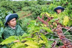 Giá cà phê hôm nay 18/11: Cà phê quay đầu giảm mạnh sau khi đạt đỉnh