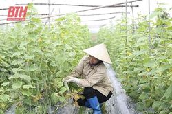Thúc đẩy liên kết sản xuất và tiêu thụ sản phẩm vụ đông