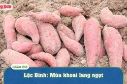 Lộc Bình: Mùa khoai lang ngọtTin khác