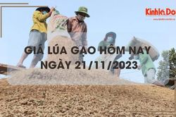 Giá lúa gạo hôm nay 21/11/2023: Giá lúa giảm nhẹ, giá gạo chững