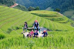 Ruộng bậc thang - động lực phát triển vùng dân tộc thiểu số phía Bắc
