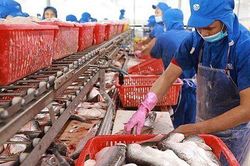 Cơ hội mở ra cho cá tra tại một số thị trường Nam Mỹ và châu Á