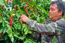 Giá cà phê hôm nay 21/11: Robusta trong nước và thế giới đồng loạt giảm
