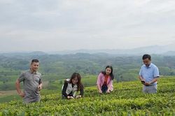 Xứ chè Long Cốc