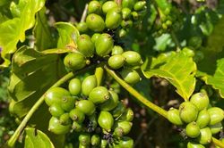 Áp lực vụ mới, giá cà phê giảm 500 đồng/kg