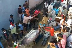 Lễ hội kỳ lạ nơi người tham gia bị đàn gia súc giẫm đạp lên người