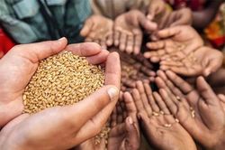 Tìm giải pháp ứng phó khủng hoảng lương thực