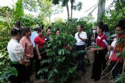 Bảo đảm cho lao động nữ để phát triển ngành cà phê bền vững