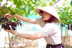 Nghi Lộc khuyến khích nông dân sản xuất nông nghiệp công nghệ cao