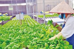 Thị trường xuất khẩu chủ lực của Việt Nam ngày càng khắt khe với sản phẩm bền vững