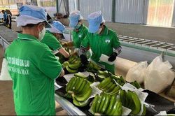 Lộ diện 3 nhà đầu tư chuẩn bị chi nghìn tỷ mua cổ phiếu riêng lẻ của HAGL