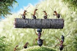 Vì sao nói 'thà làm chân kiến còn hơn làm miệng chim sẻ'?