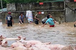 Quảng Trị: Mưa lũ tạo điều kiện cho mầm bệnh dịch tả lợn lây lan