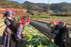 Tỷ lệ hộ nghèo trong vùng đồng bào dân tộc thiểu số và miền núi tỉnh Yên Bái giảm bình quân 7,66%