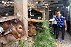 Người chăn nuôi ở Nghệ An tích cực chăm sóc đàn vật nuôi, chuẩn bị thị trường Tết