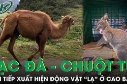 Lý giải nguyên nhân xuất hiện lạc đà và chuột túi tại Cao Bằng