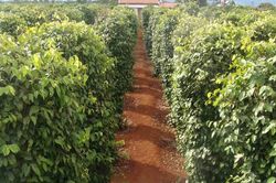 Giá tiêu hôm nay 28/11: Tăng tại Đông Nam Bộ, cao nhất 72.000 đồng/kg