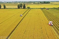 Đến năm 2030, vùng chuyên canh lúa chất lượng cao và phát thải thấp đạt 1 triệu héc-ta