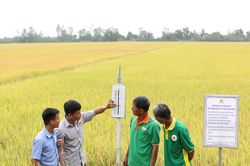 Đồng bằng sông Cửu Long sẽ có một triệu hécta lúa chất lượng cao, phát thải thấp