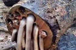 Loại giun màu trắng kinh tởm trong gỗ này đã khiến người dân địa phương kiếm được rất nhiều tiền, nó còn là món ăn 'đặc sản'