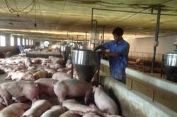 Giá lợn hơi giảm, nguồn cung vẫn bảo đảm