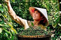 Giá vàng dựng đứng lên mức 73,6 triệu đồng/lượng; Giá tiêu đồng loạt tăng từ 500 - 1.000 đồng/kg