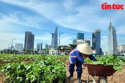 TP Hồ Chí Minh trồng 35.000 cây hoa hướng dương để đón Tết