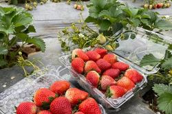 Đặc sản Sơn La vào vụ, giá bán ở Hà Nội gần nửa triệu đồng/kg vẫn 'sốt xình xịch' không có hàng để bán