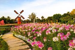 Sẵn sàng cho Festival Hoa – Kiểng Sa Đéc lần thứ I năm 2023